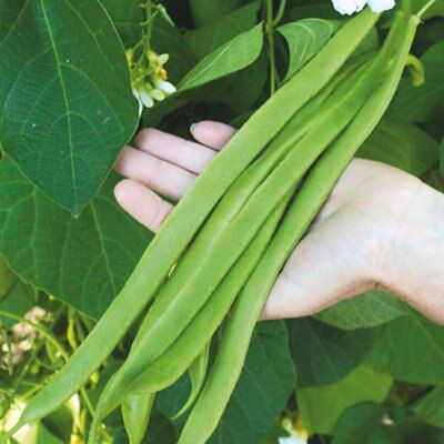 Seeds