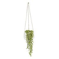 Senecio rowleyanus String of beads in 13cm White Ceramic Hanging pot