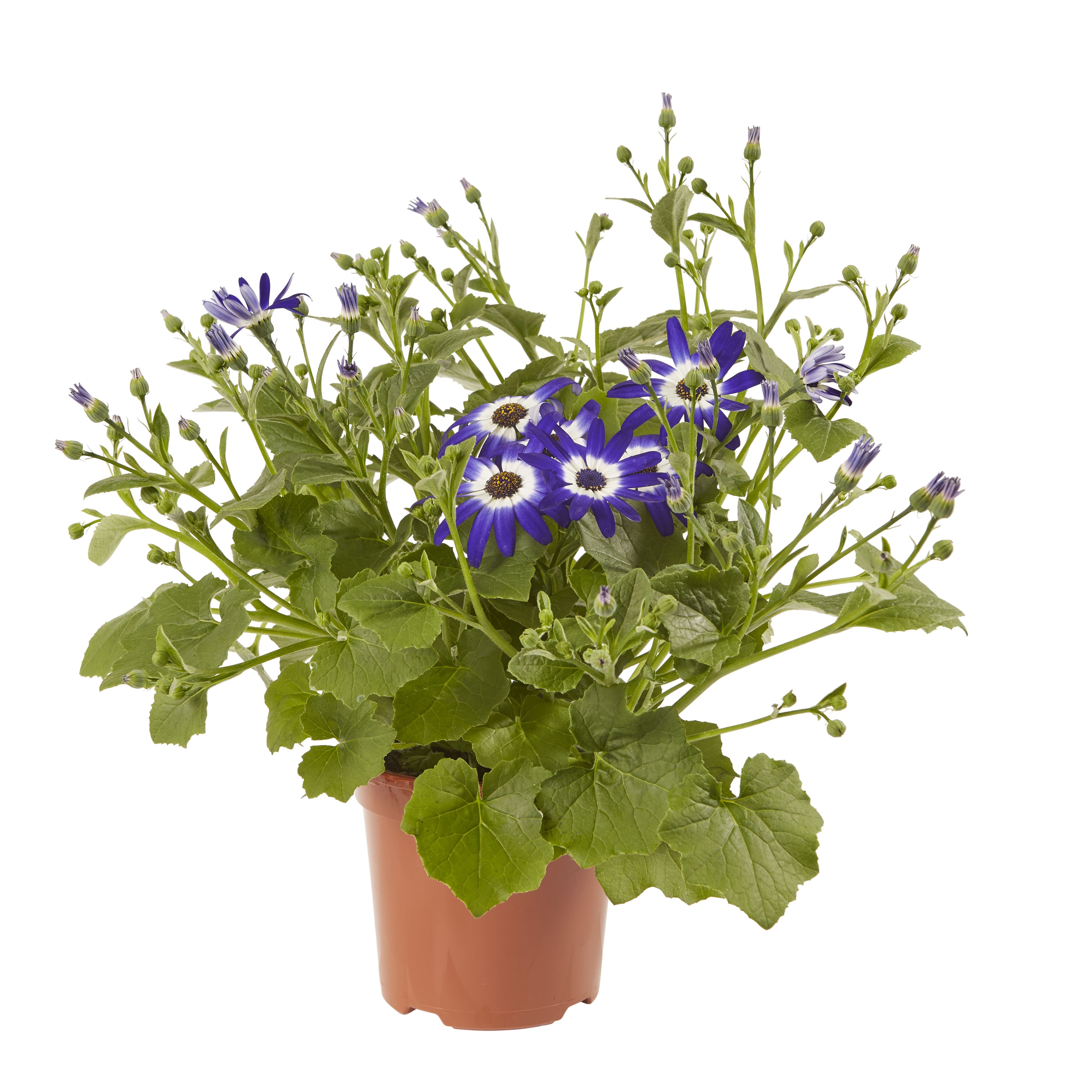 Senetti Summer Bedding plant 13cm, Pack of 4