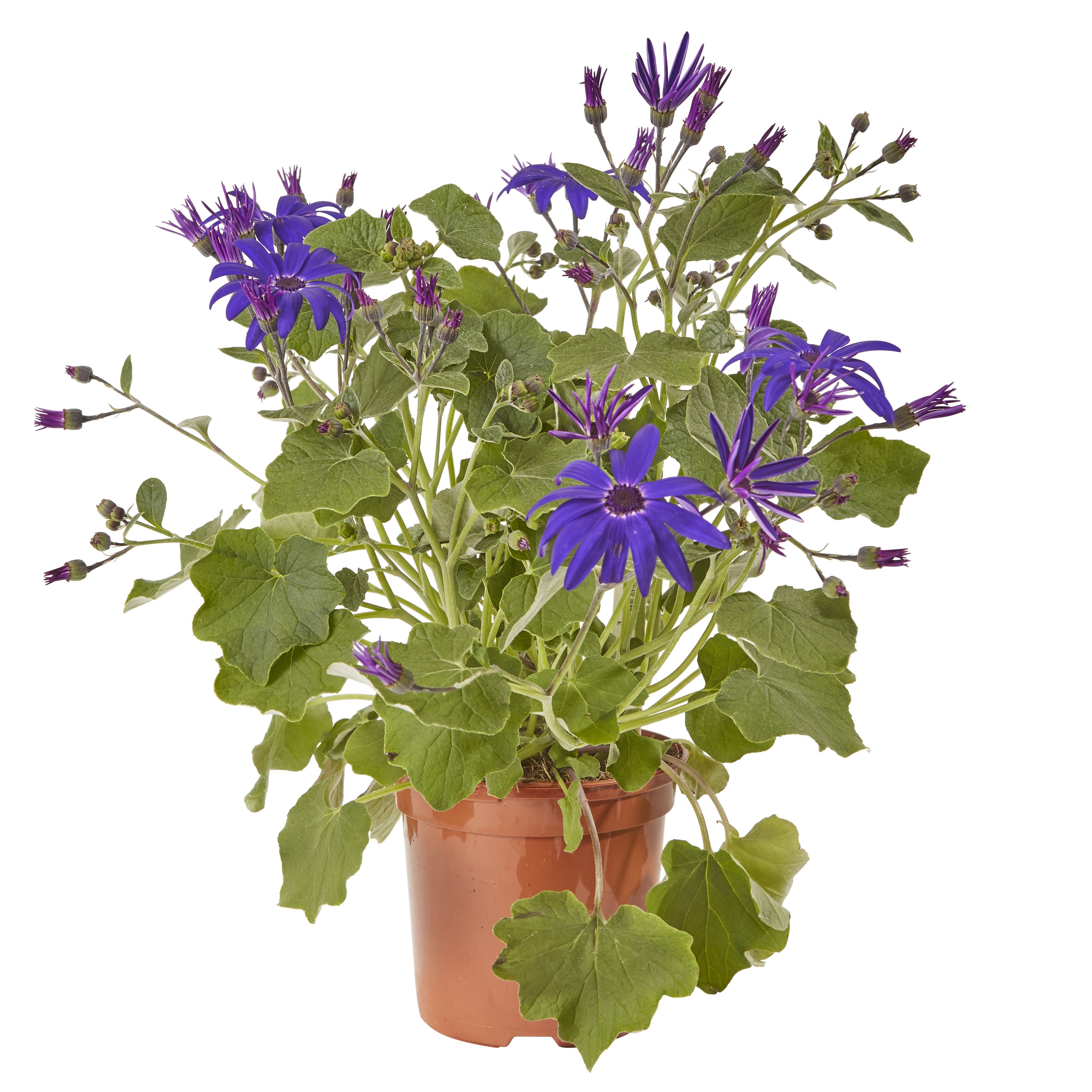 Senetti Summer Bedding plant 13cm, Pack of 4