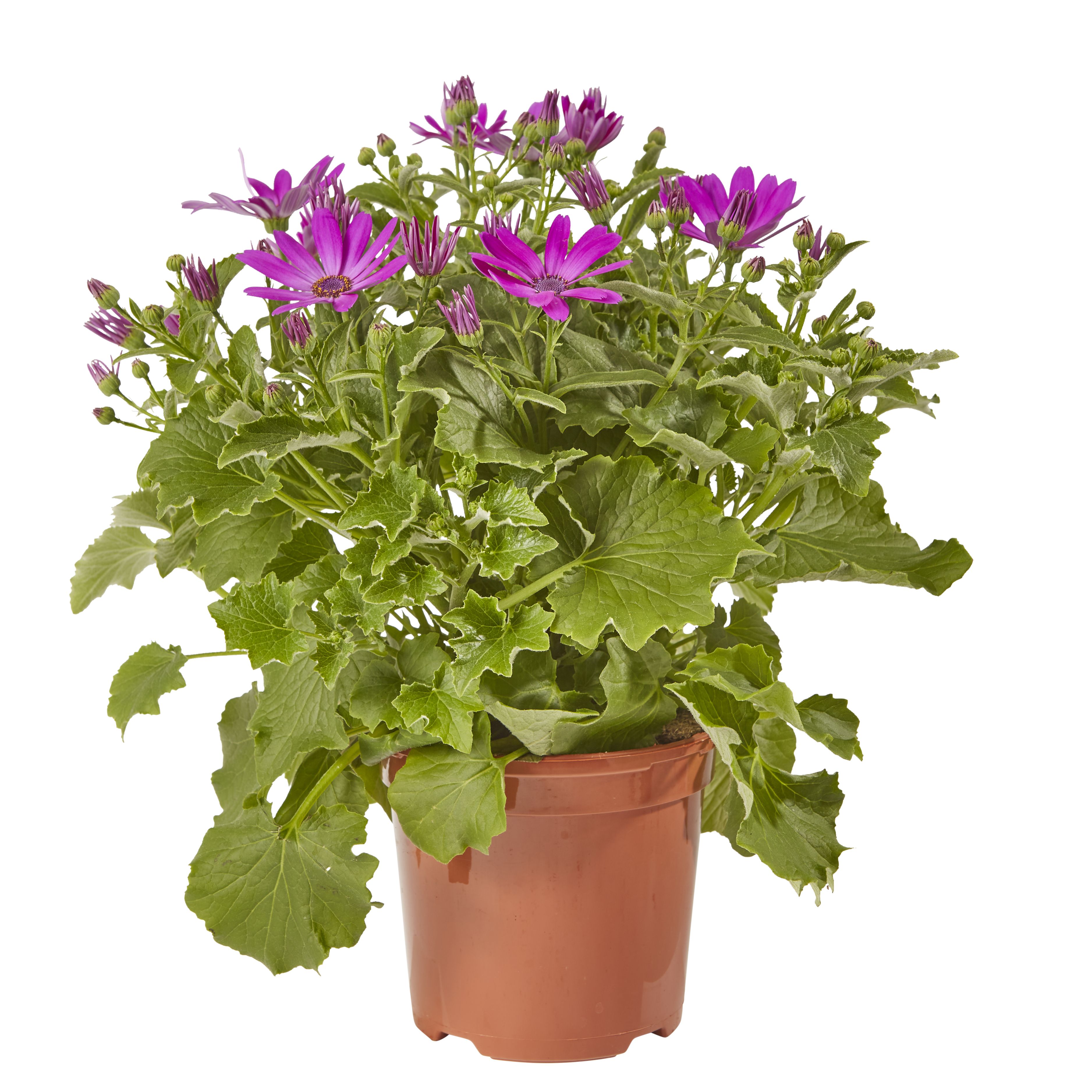 Senetti Summer Bedding plant 13cm, Pack of 4