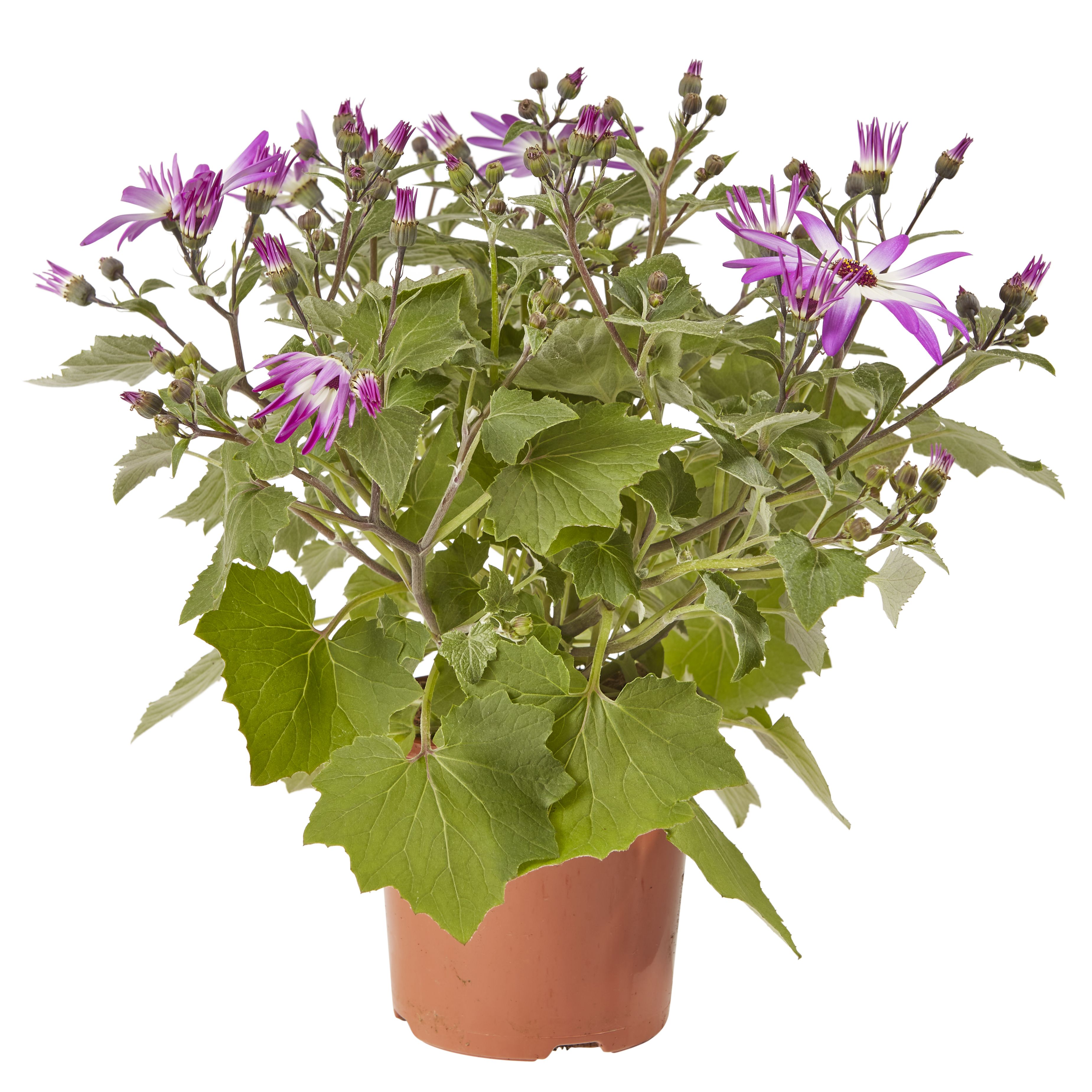 Senetti Summer Bedding plant 13cm, Pack of 4