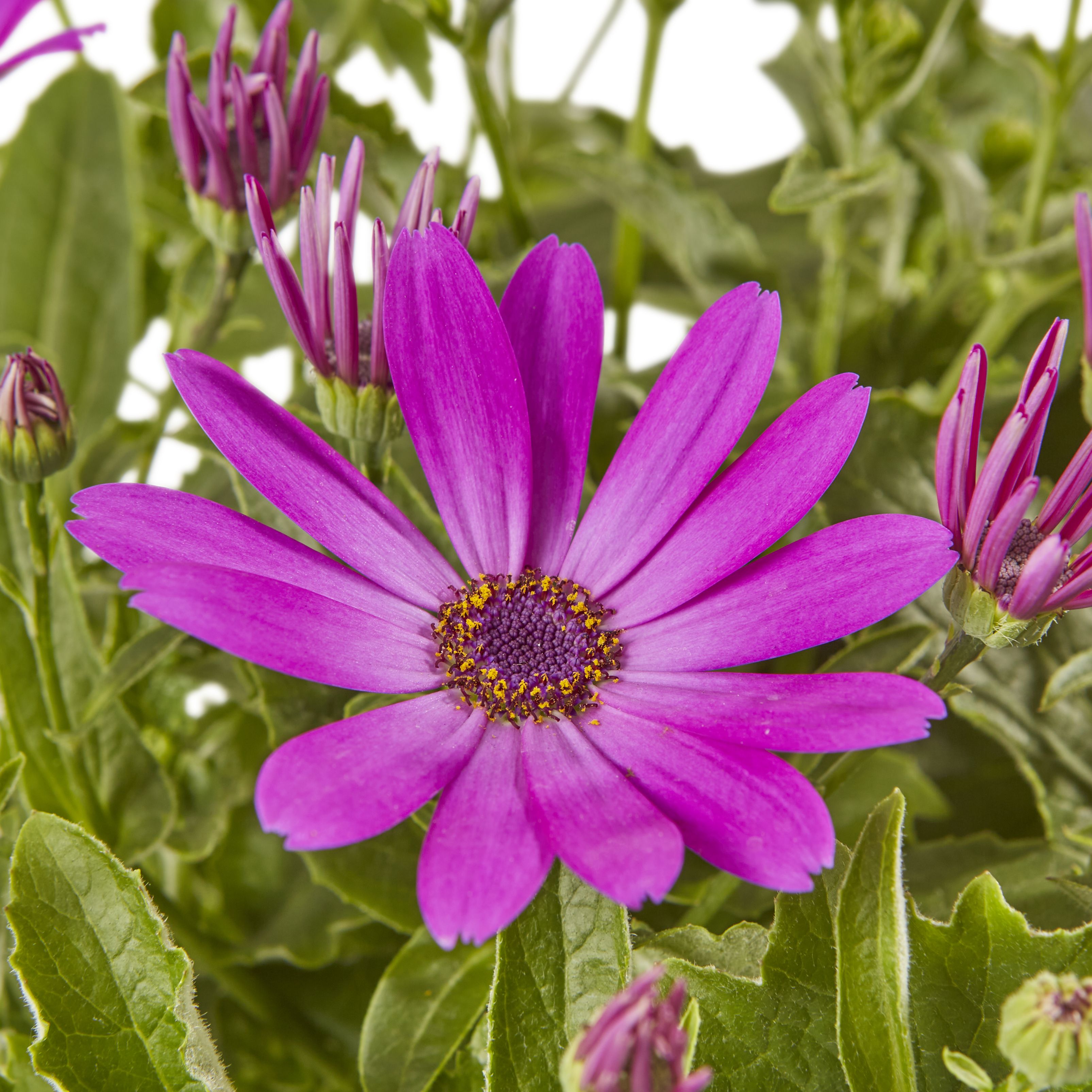 Senetti Summer Bedding plant 13cm, Pack of 4