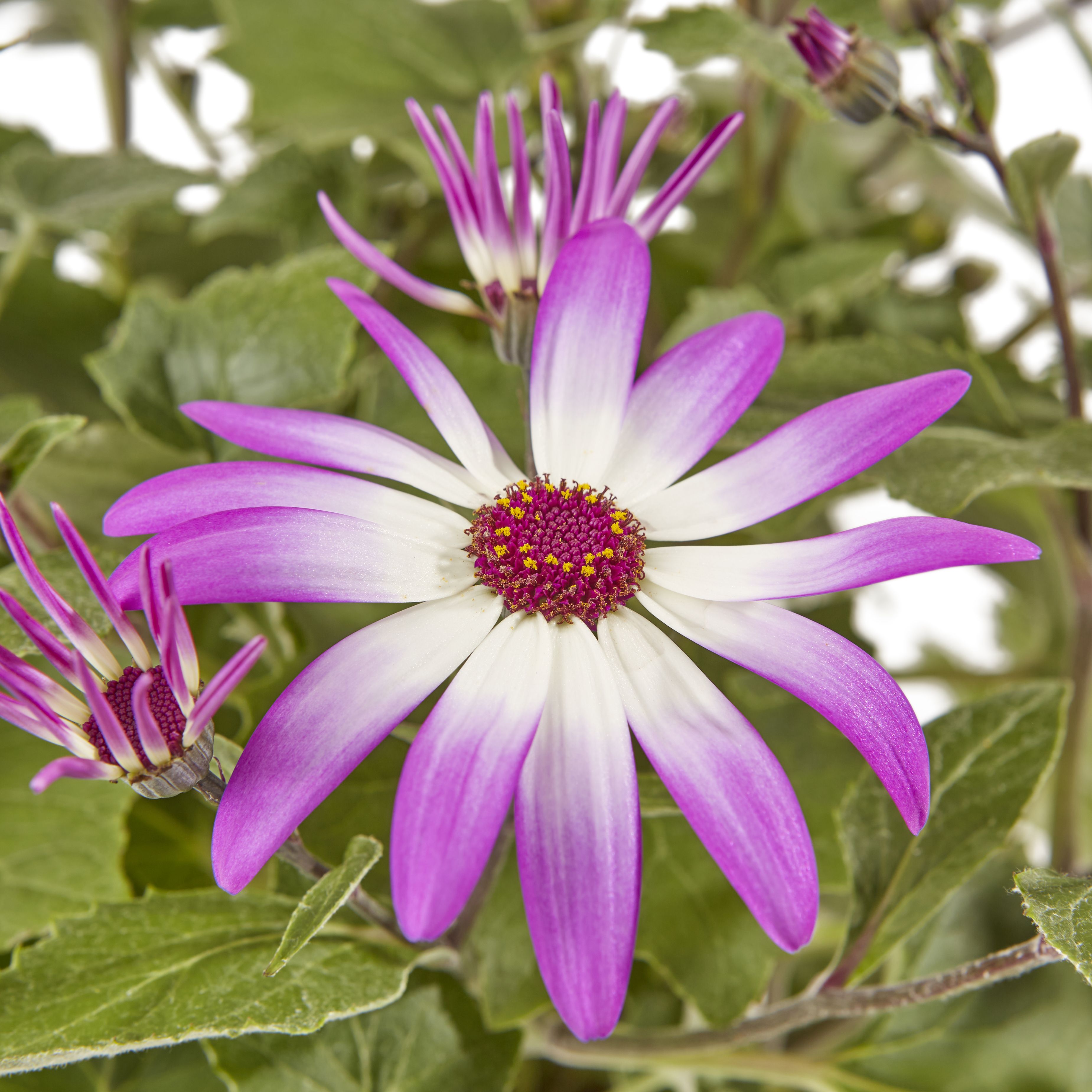 Senetti Summer Bedding plant 13cm, Pack of 4