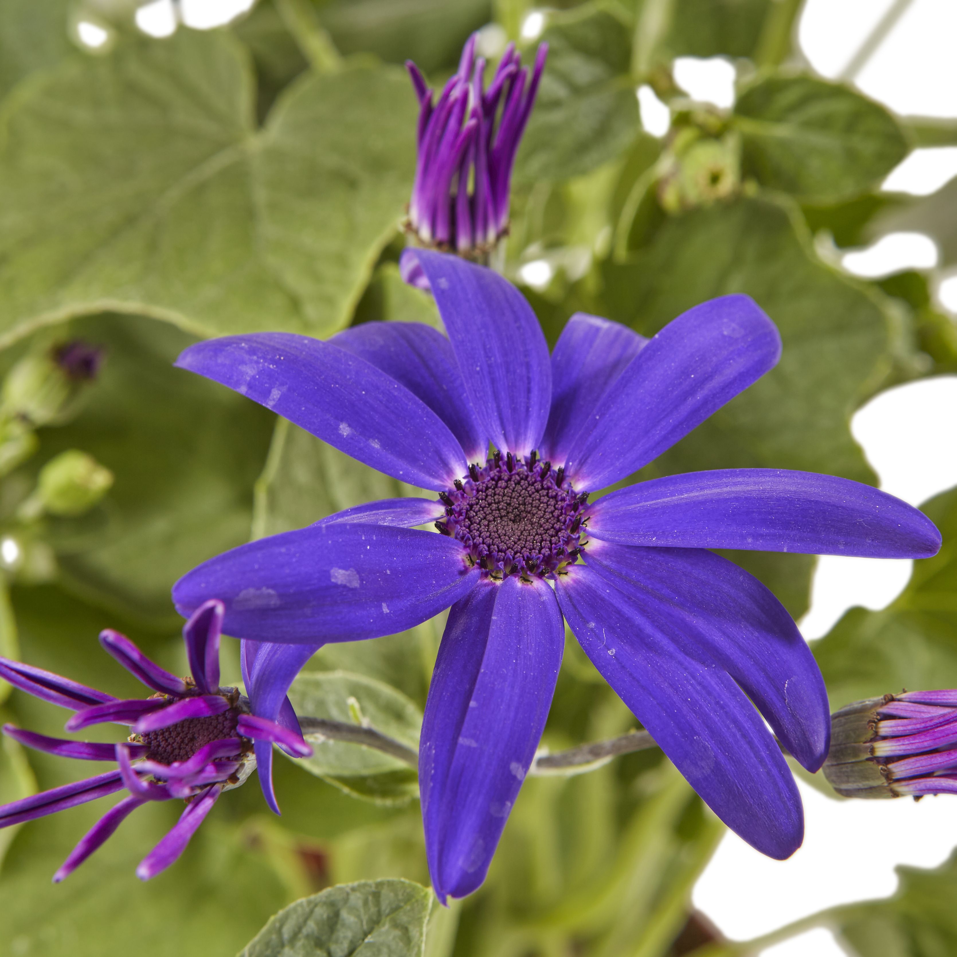 Senetti Summer Bedding plant 13cm, Pack of 4