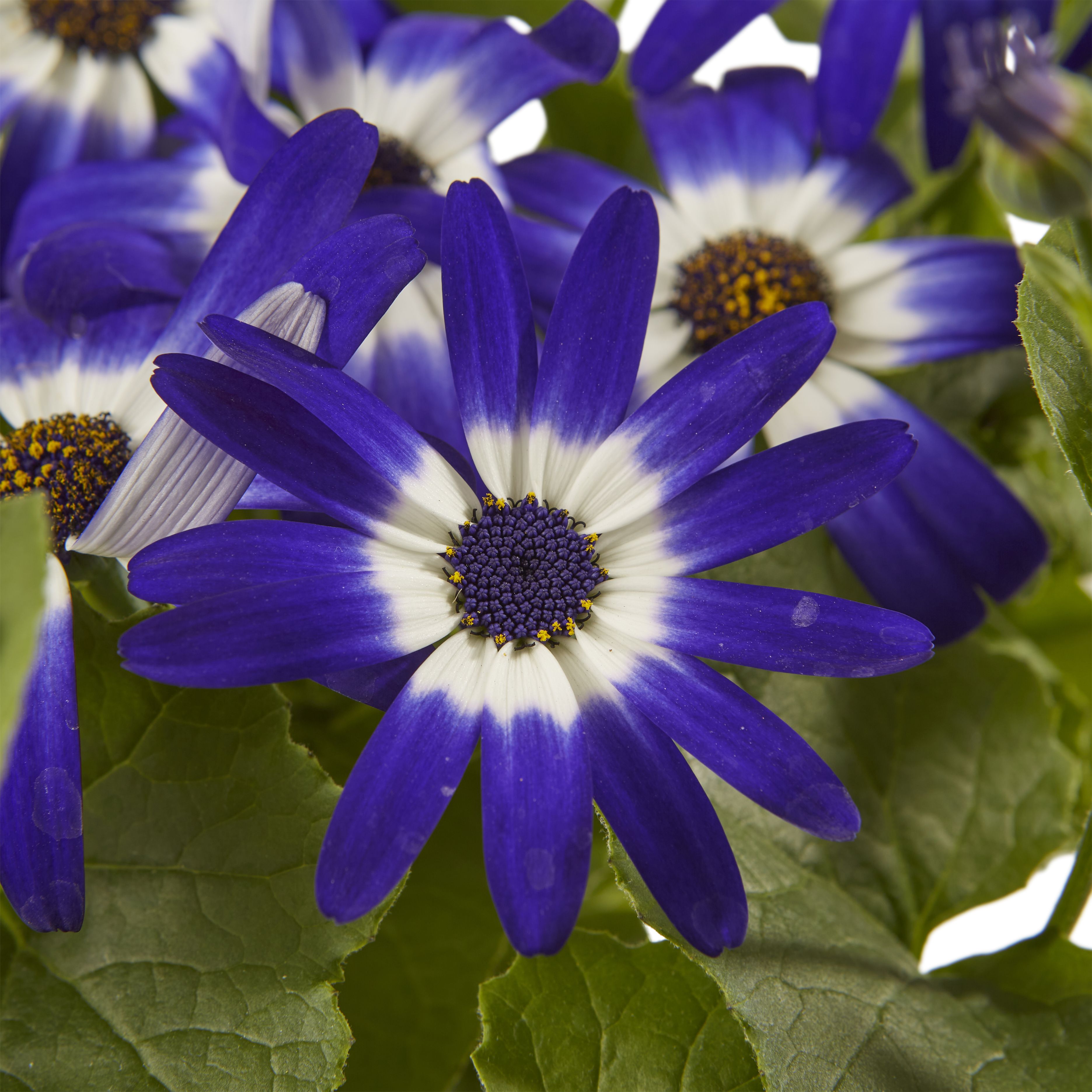 Senetti Summer Bedding plant 13cm, Pack of 4