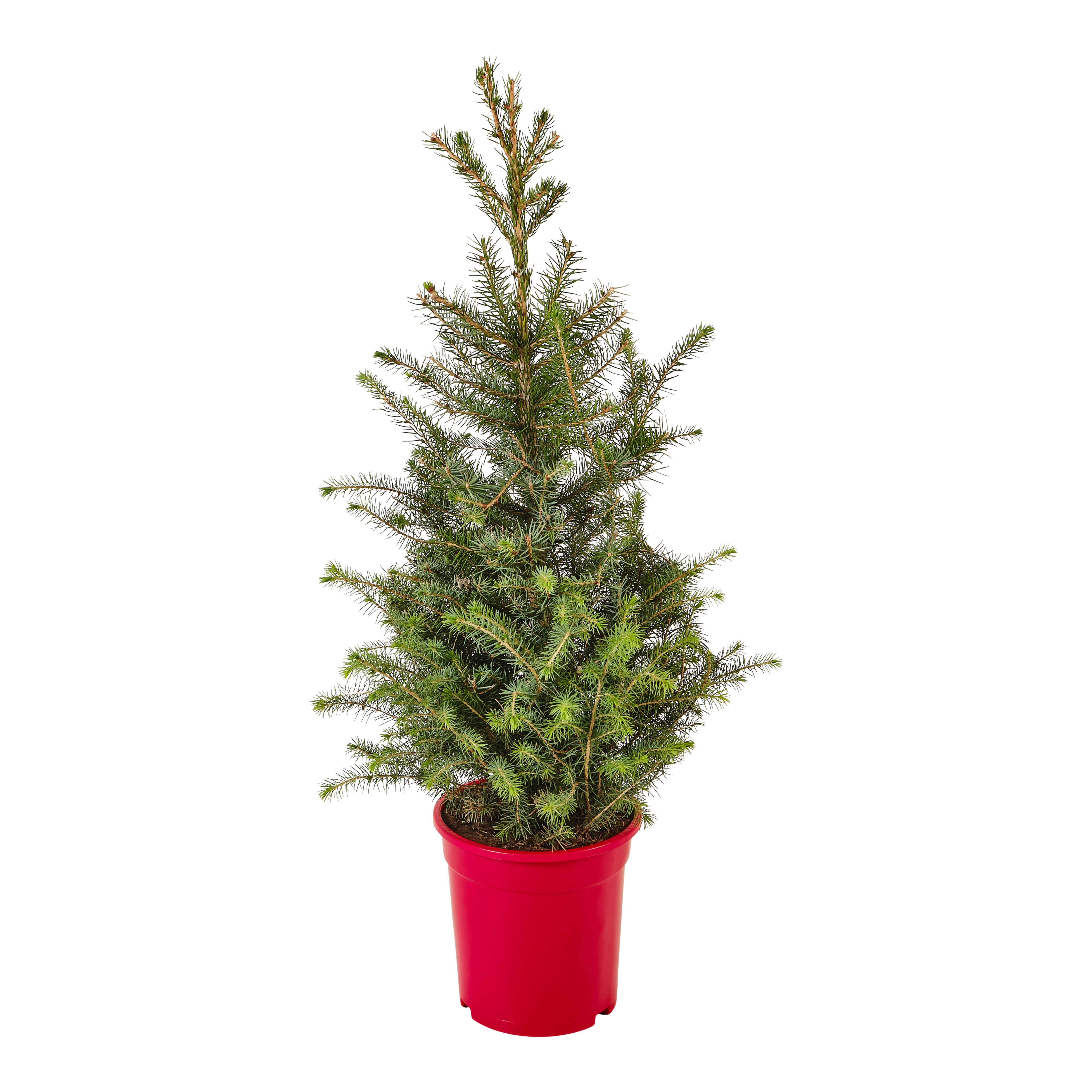 Serbian spruce Pot grown Christmas tree 0.8m DIY at B&Q