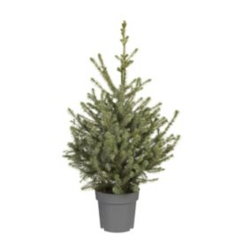 Serbian spruce Pot grown Christmas tree 0.8m
