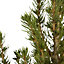 Serbian spruce Pyramid Pot grown Christmas tree