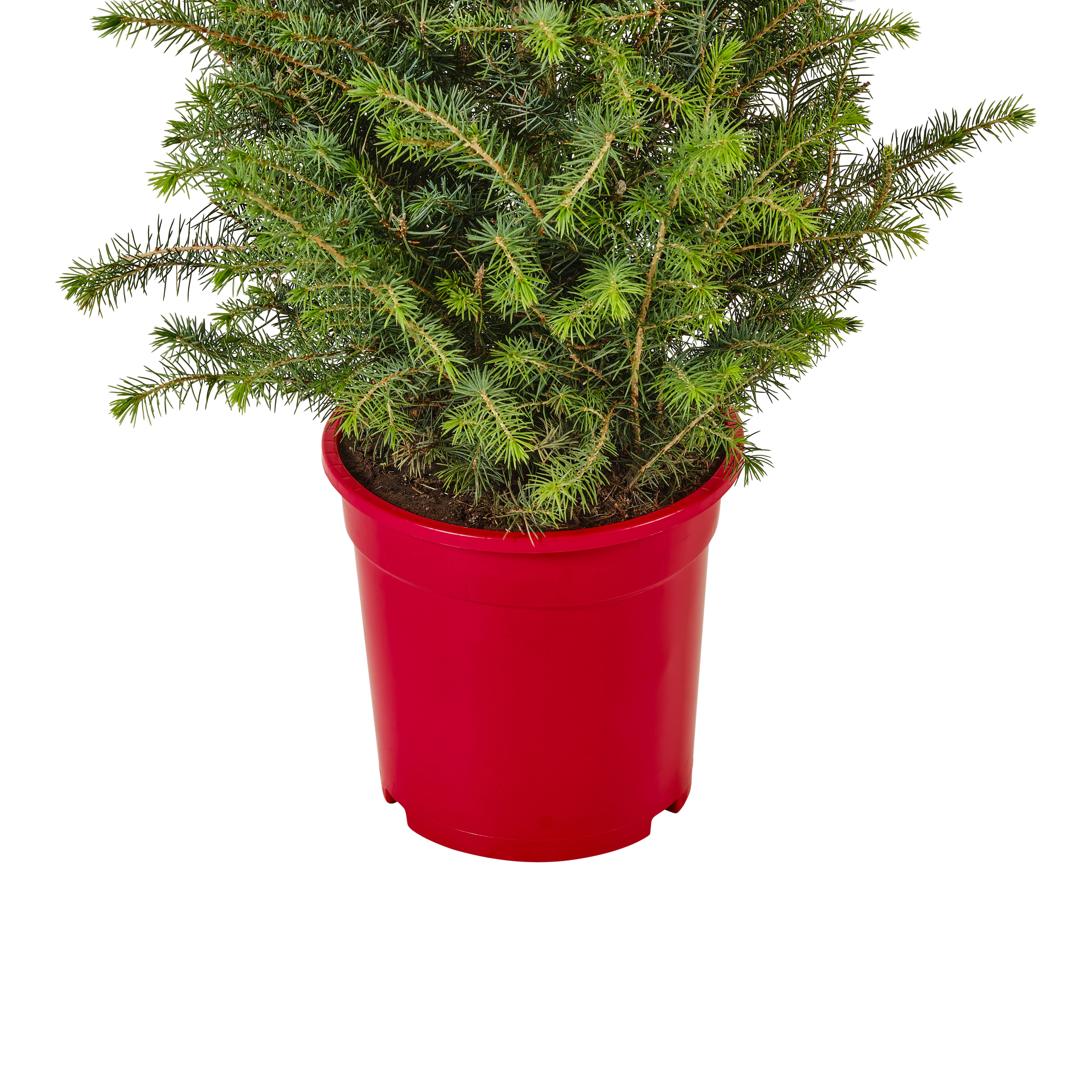 Serbian spruce Pyramid Real pot grown Christmas tree