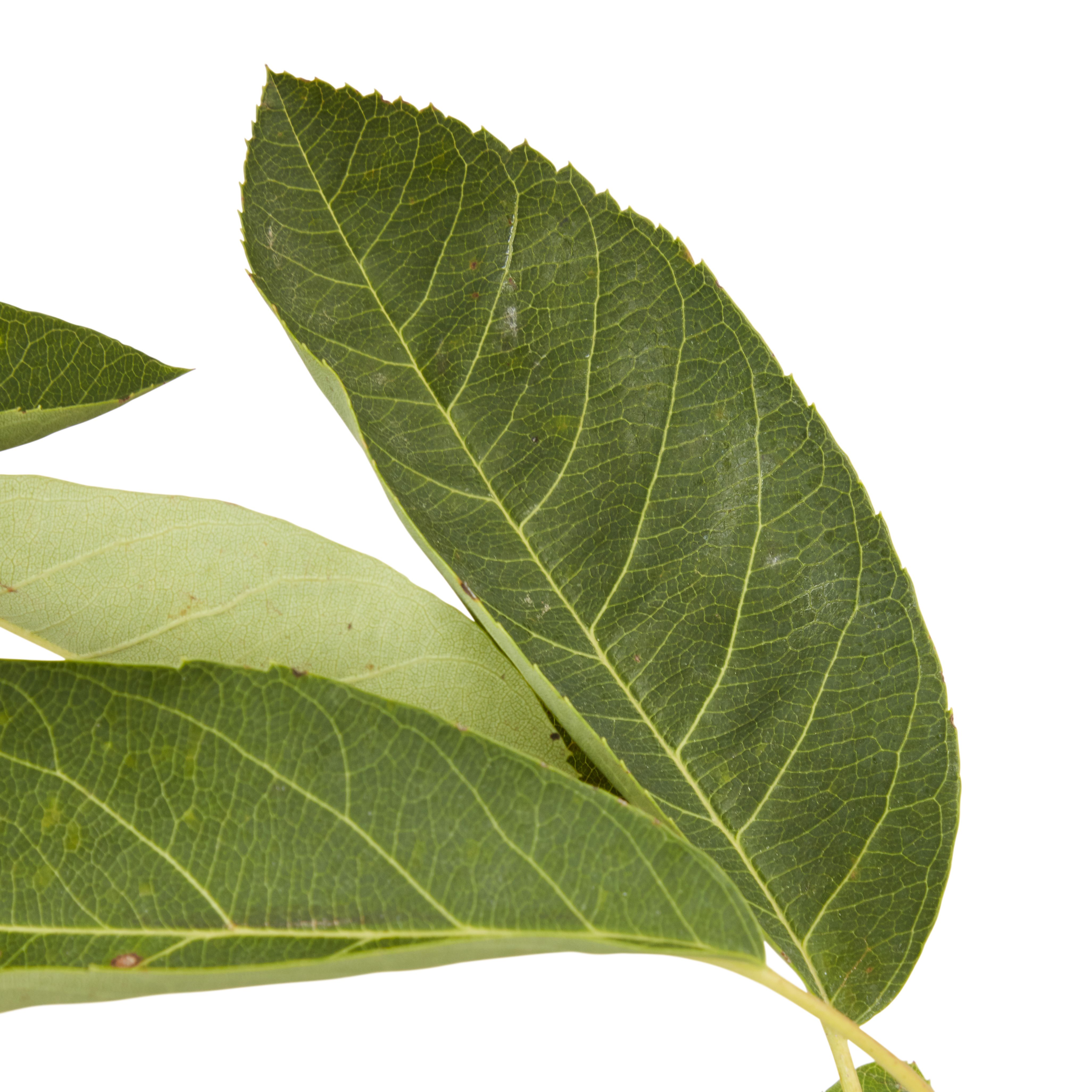 Shrub 10L