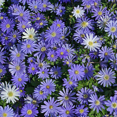Shrub Anemone blanda blue