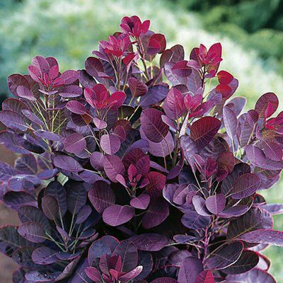 Shrub Cotnius royal