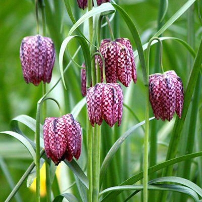 Shrub Fritillaria meleagris snakes head