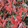 Shrub Photinia red robin bush