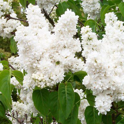 Shrub Syringa lilac
