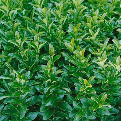 Shrub