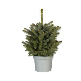 Silver spruce Pot grown Christmas tree 0.6m