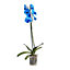 Single stem blue moth Orchid in 12cm Clear Plastic Grow pot