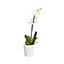 Single stem Orchid in 12cm Assorted Ceramic Decorative pot