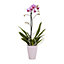 Single stem Orchid in 9cm Assorted Ceramic Decorative pot