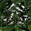 SKIP20D 6FT 6IN RUSHMORE FIR TREE