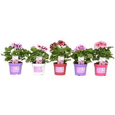 SKIP20D PELARGONIUM GRANDIFLORUM