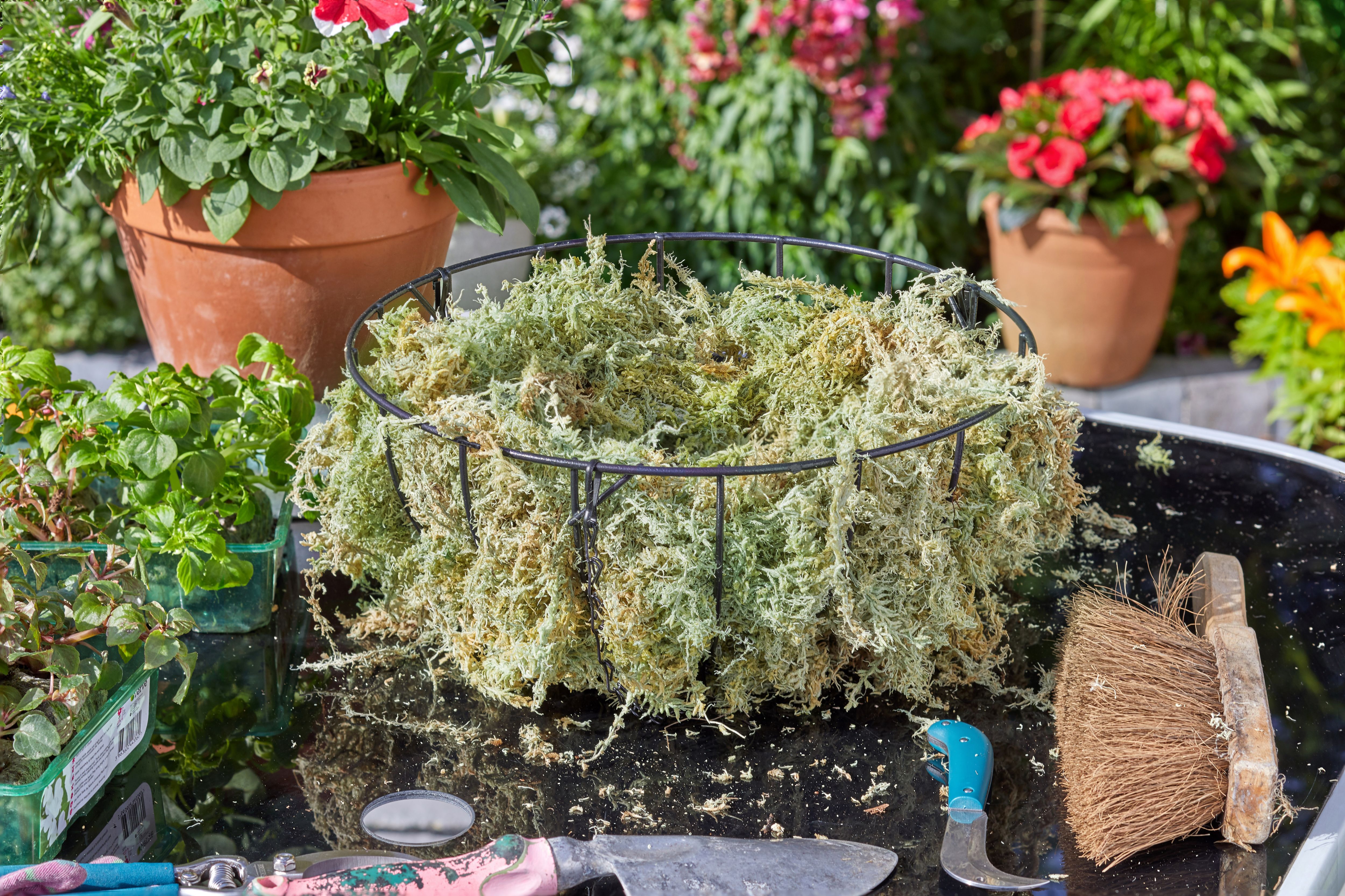 Smart Garden Bagged moss 0.57kg