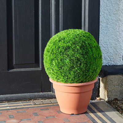04206668 Buxus Sempervirens Box Diy At B Q