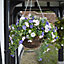 Smart Garden Pertunia artificial Blue/ White Round Plastic Hanging basket, 30cm