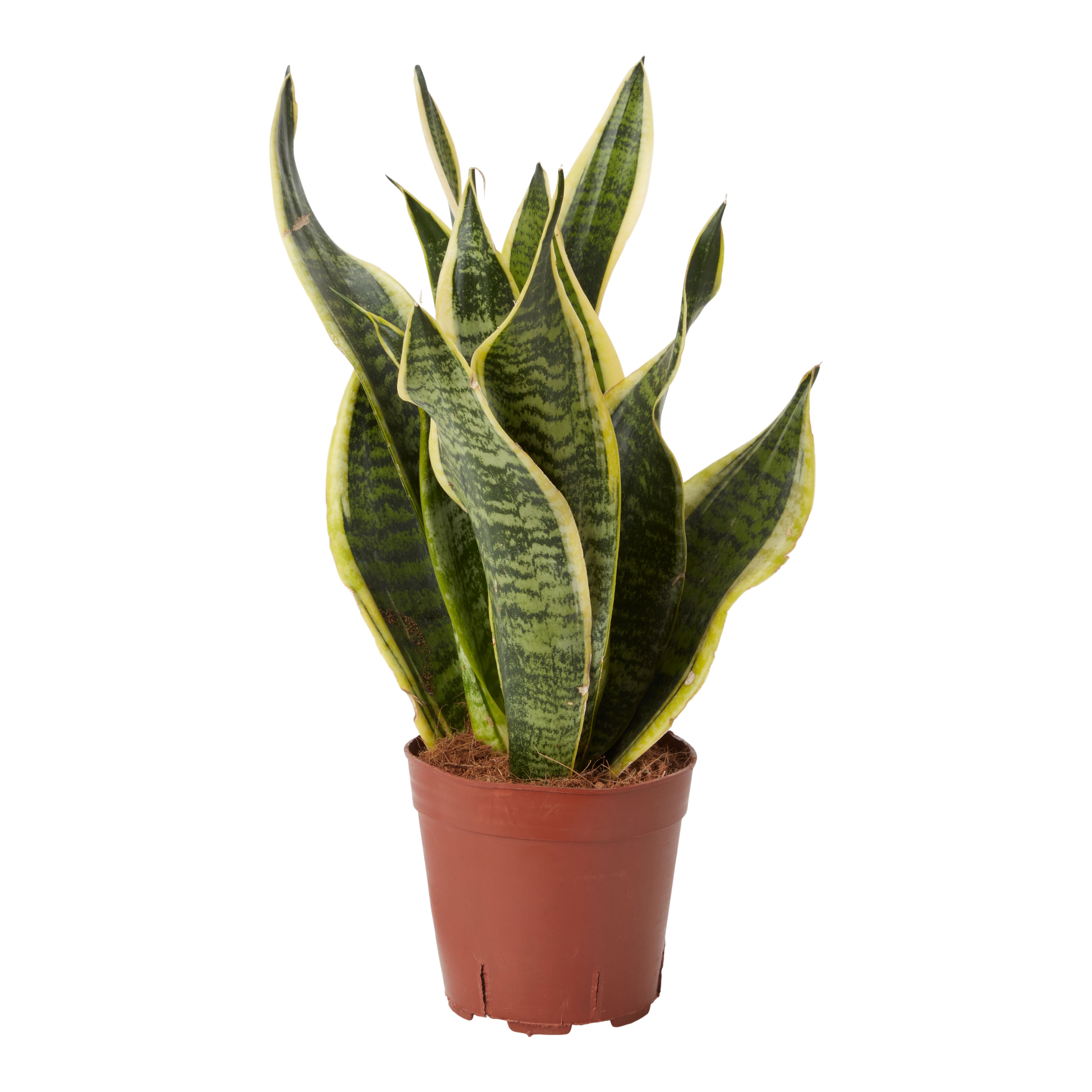 Snake Plant In 14cm Pot Diy At B Q