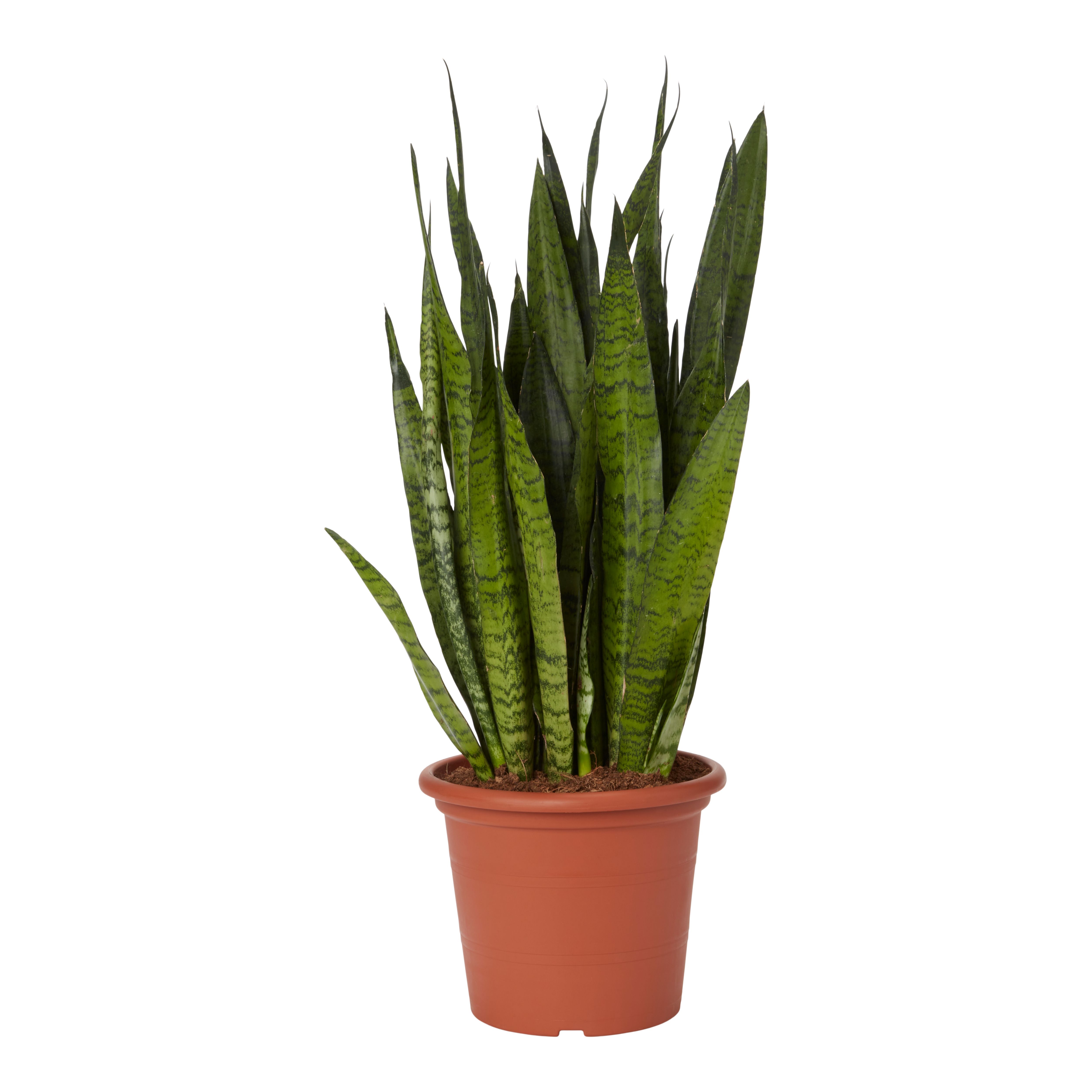 Snake Plant In 25cm Plastic Pot | DIY At B&Q