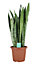 Snake plant in 25cm Terracotta Foliage plant Plastic Grow pot