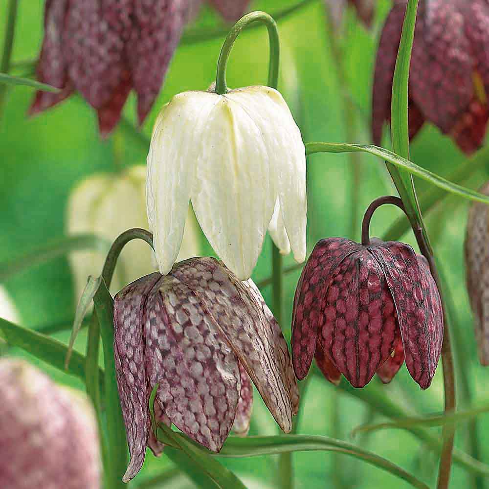 Snake's head fritillary Fritillaria meleagris mixed Bulbs DIY at B&Q