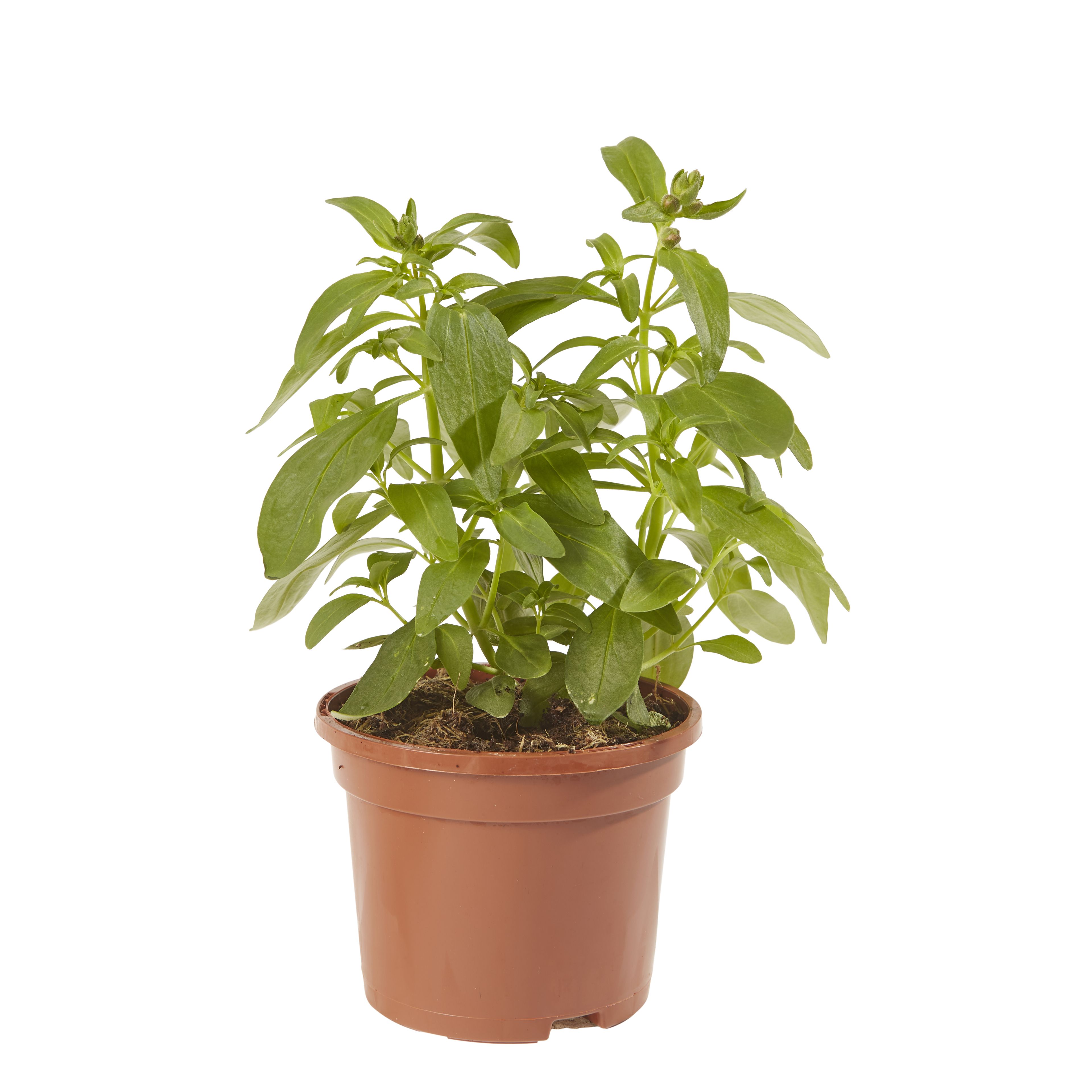 Snapdragon Summer Bedding plant 10.5cm, Pack of 6 DIY at B&Q