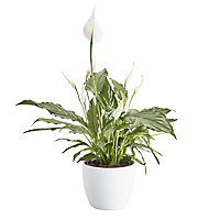 Spathiphyllum chico Peace lily in 14cm White Ceramic Grow pot