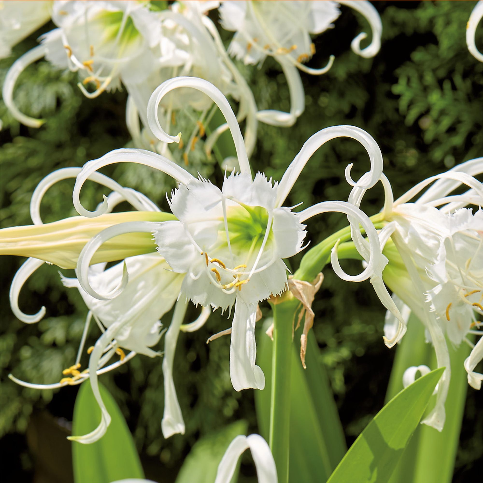 Spider Lily, Peruvian Daffodil 3 Flower bulbs