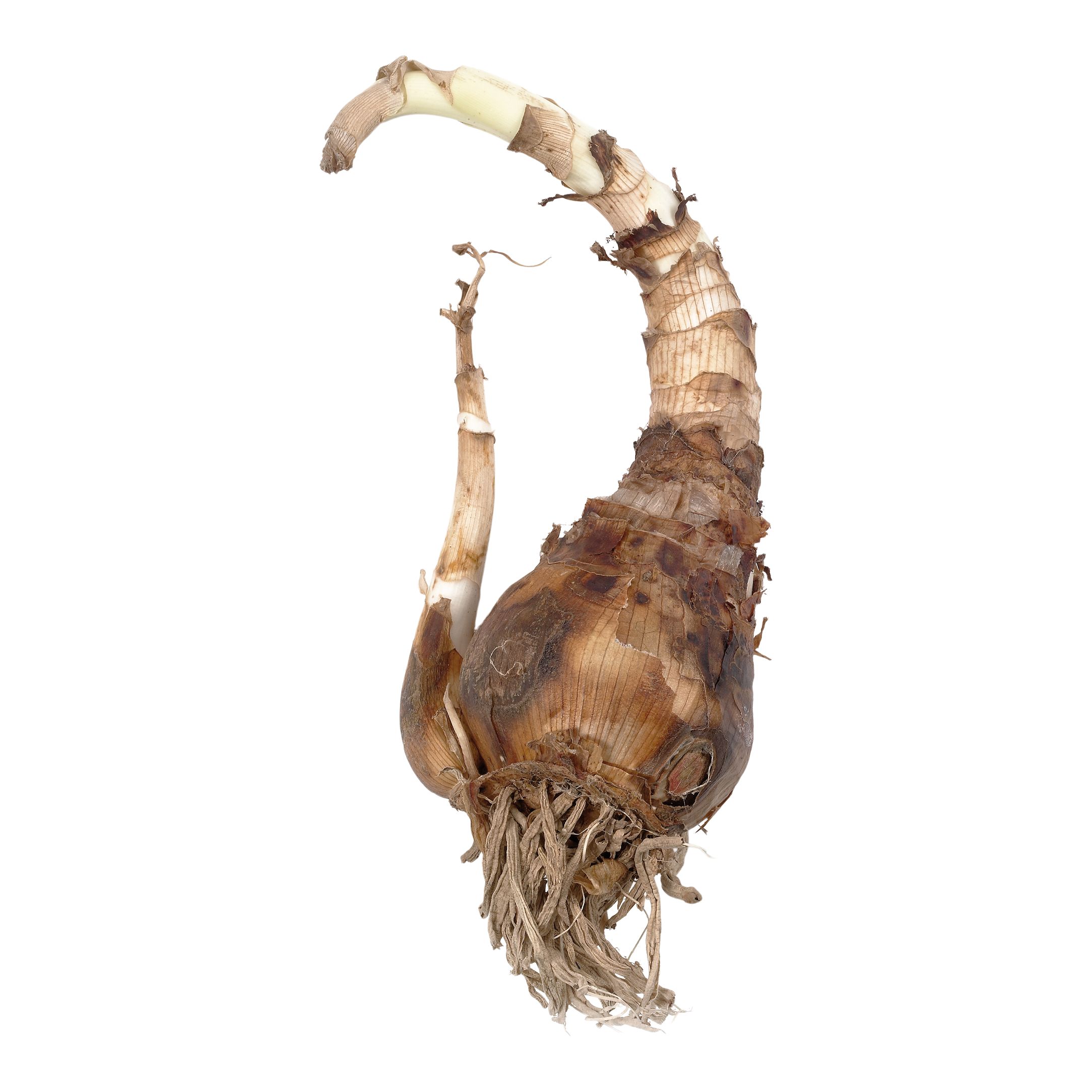 Spider Lily, Peruvian Daffodil 3 Flower bulbs