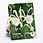 Spider Lily, Peruvian Daffodil Flower bulb, Pack of 3