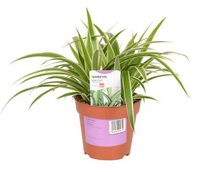 SPIDER PLANT