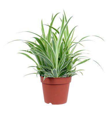 SPIDER PLANT
