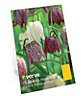 Spring Collection Flower bulb, Pack