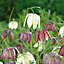 Spring Collection Flower bulb, Pack