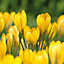 Spring Collection Flower bulb