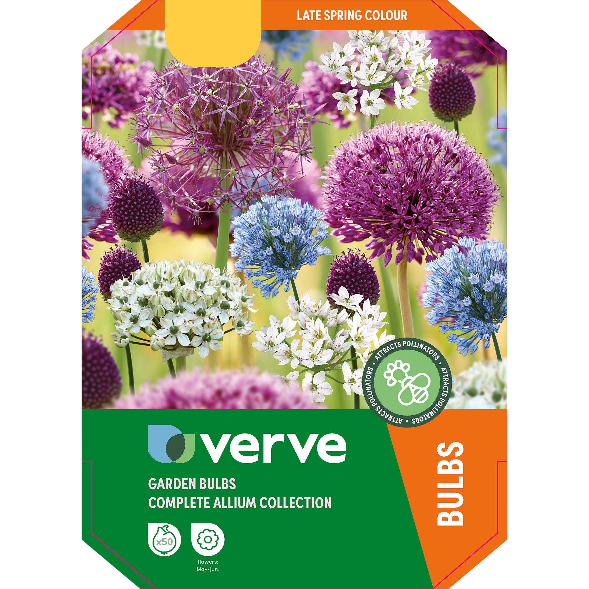 Spring flowering allium collection Flower bulb, Pack of 50 | DIY at B&Q