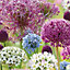 Spring flowering allium collection Flower bulb, Pack of 50