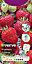 Strawberry temptation Seed