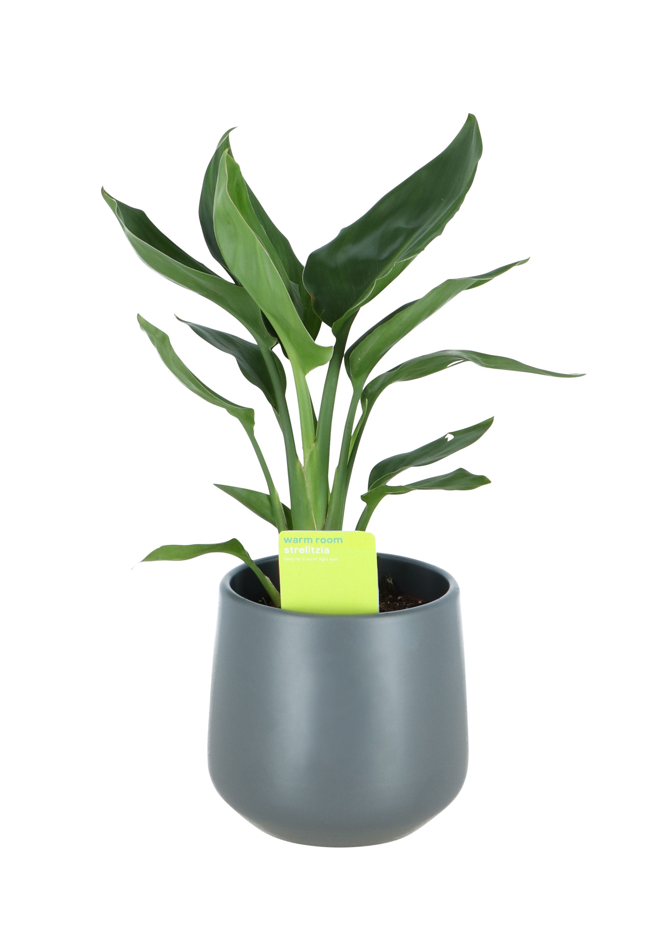 Strelitzia in 13cm Dark grey Ceramic Decorative pot | DIY at B&Q