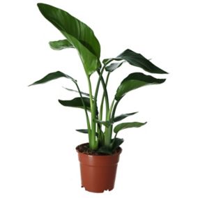 Strelitzia in 17cm Terracotta Foliage plant Plastic Grow pot