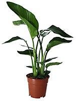 Strelitzia in 17cm Terracotta Plastic Grow pot